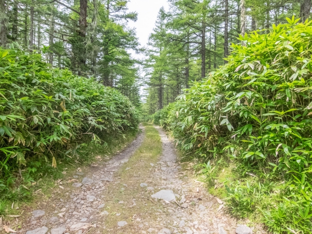 f:id:saetta0404:20180820160952j:plain