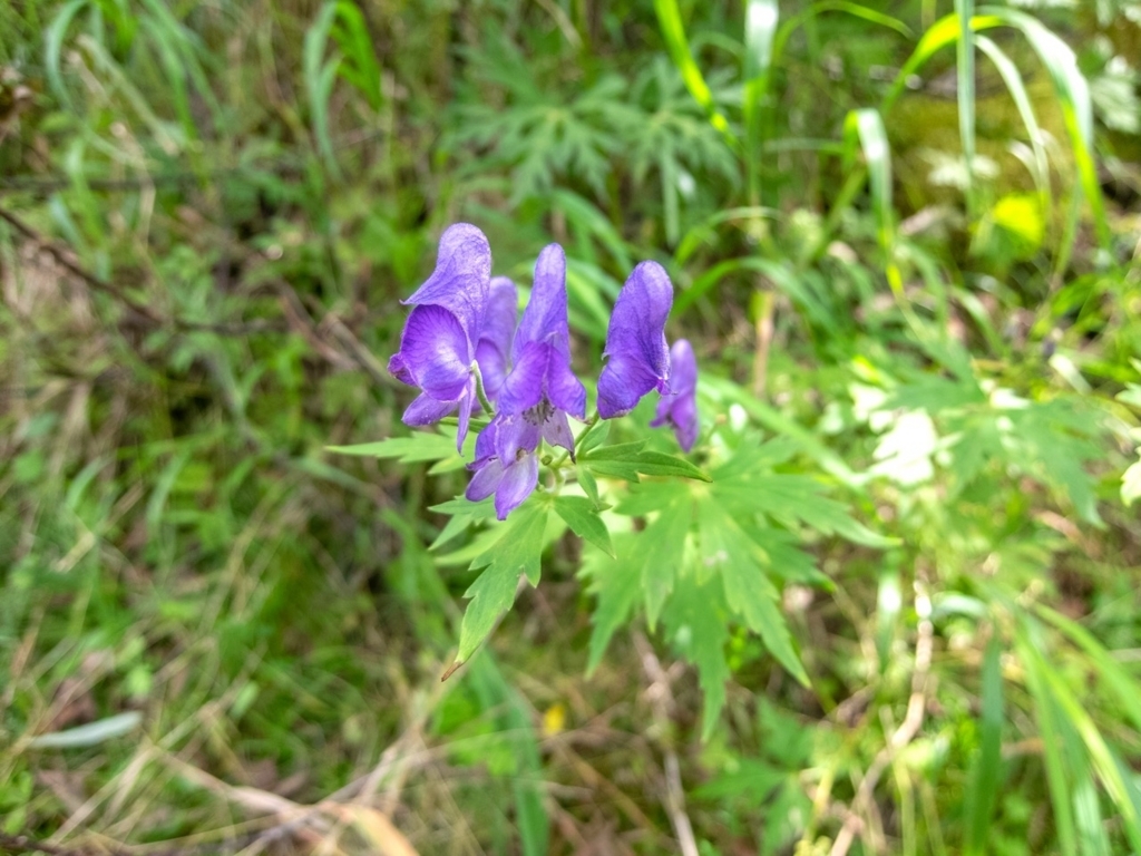 f:id:saetta0404:20180820161228j:plain