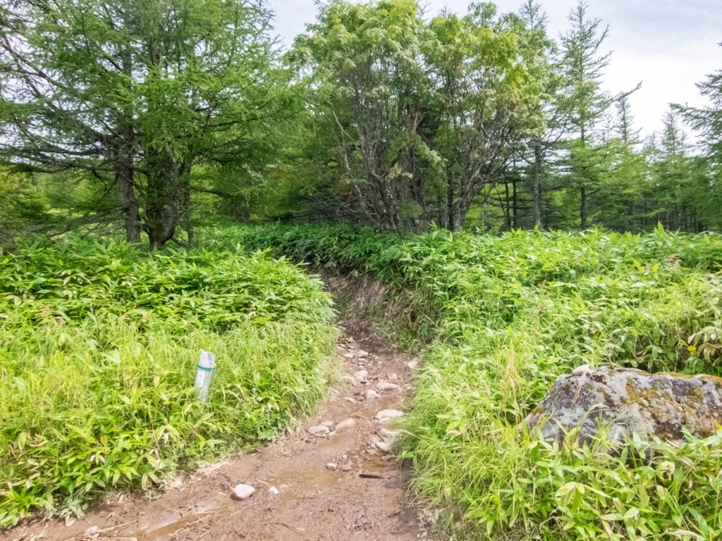 f:id:saetta0404:20180820161443j:plain