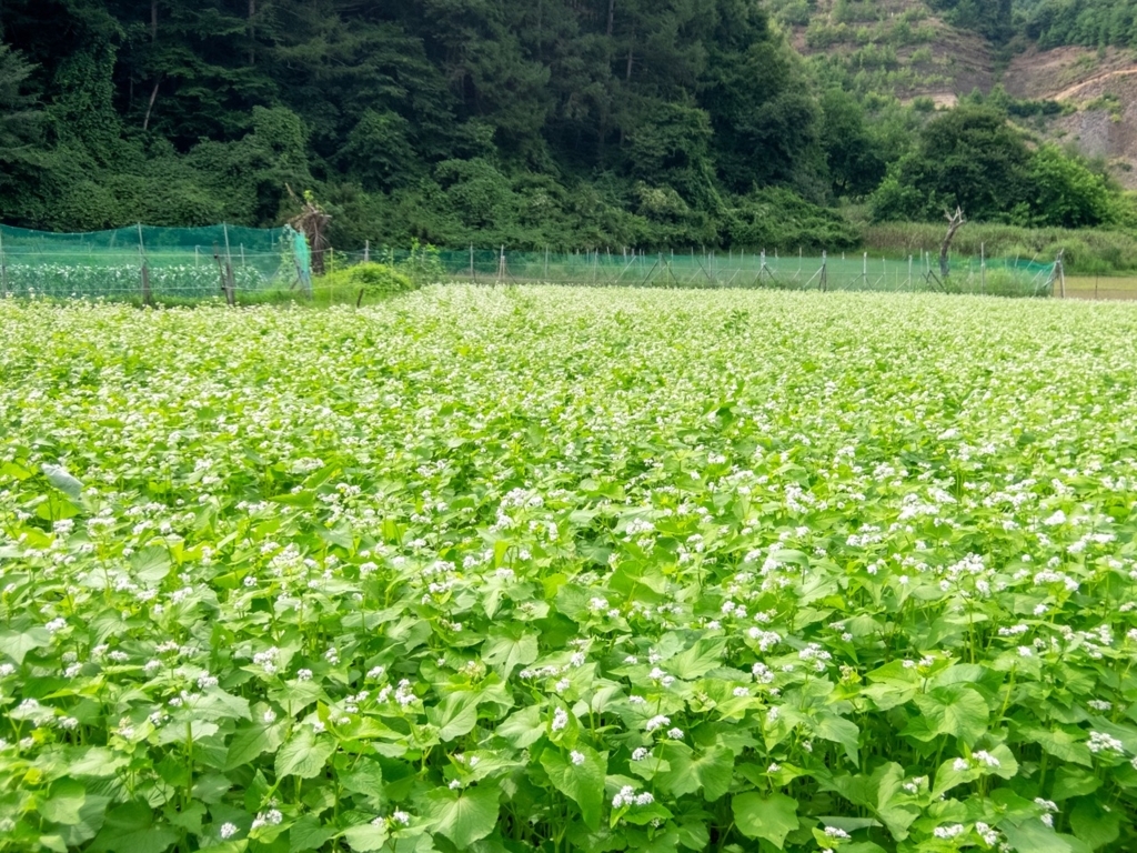 f:id:saetta0404:20180820161944j:plain