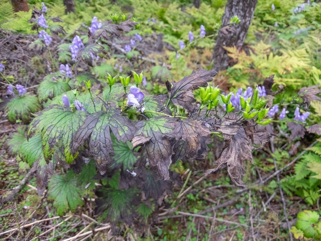 f:id:saetta0404:20180917211000j:plain