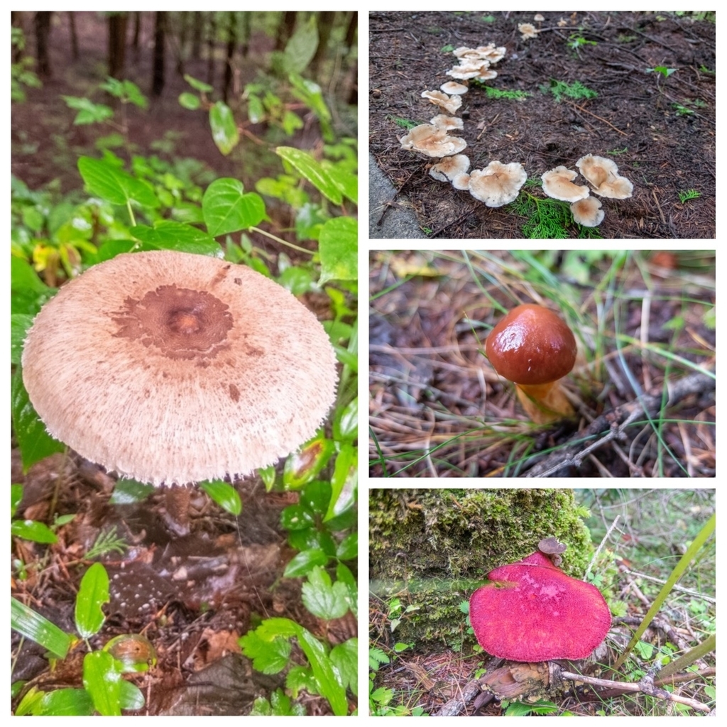 f:id:saetta0404:20180917211022j:plain