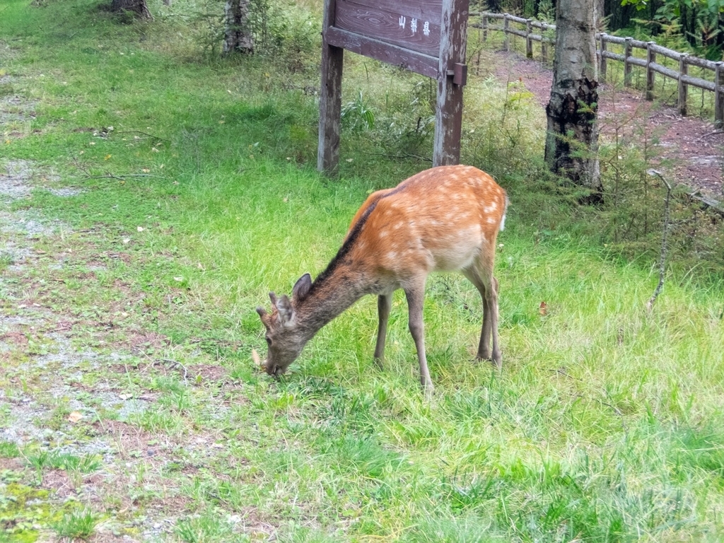 f:id:saetta0404:20180917211101j:plain