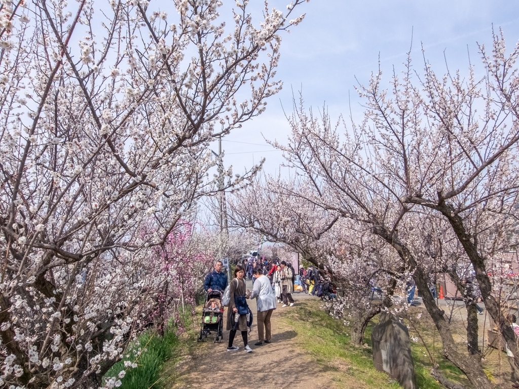 f:id:saetta0404:20190306093941j:plain f:id:saetta0404:20190306093941j:plain