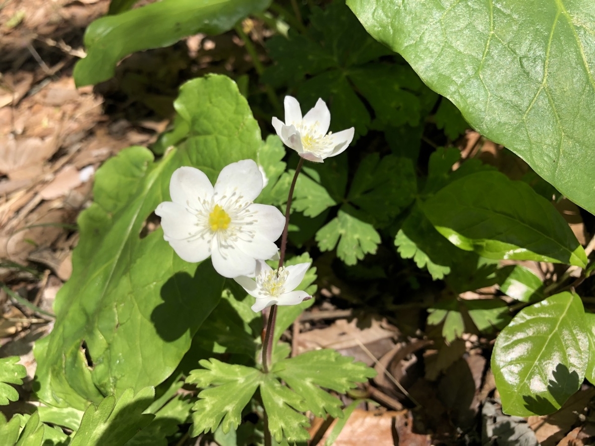 f:id:saetta0404:20190414120656j:plain