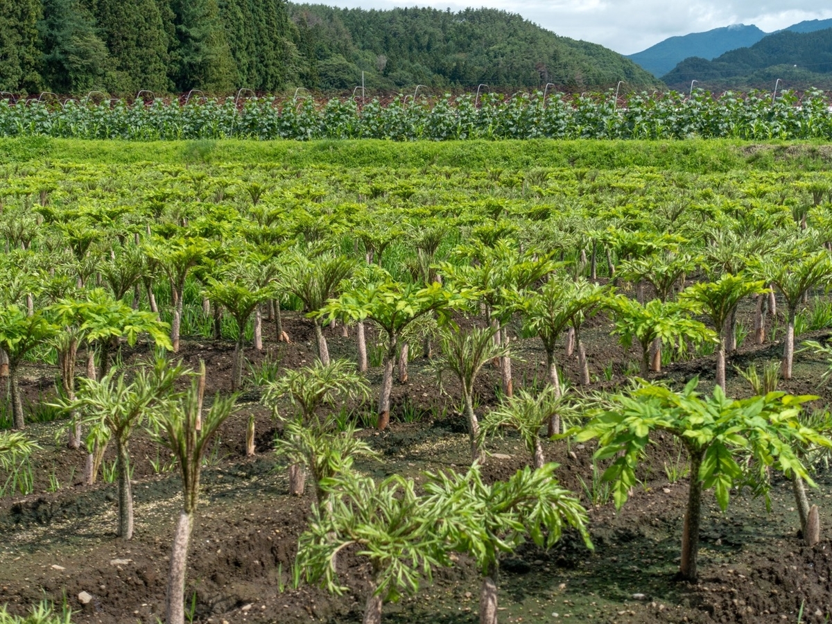 f:id:saetta0404:20190715044536j:plain f:id:saetta0404:20190715044536j:plain