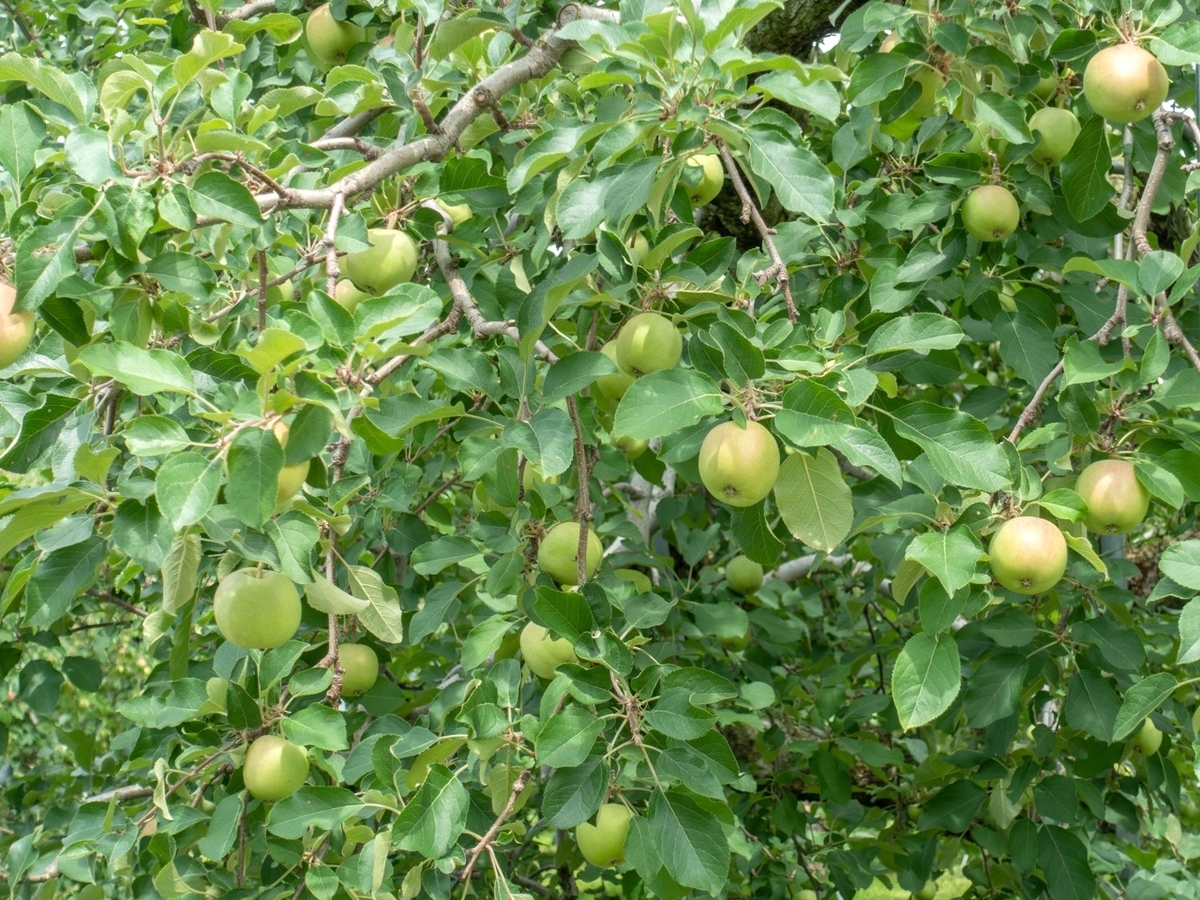 f:id:saetta0404:20190715044628j:plain f:id:saetta0404:20190715044628j:plain