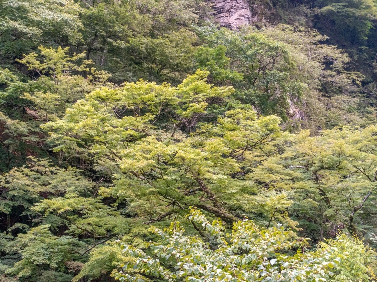 f:id:saetta0404:20190929070514j:plain f:id:saetta0404:20190929070514j:plain