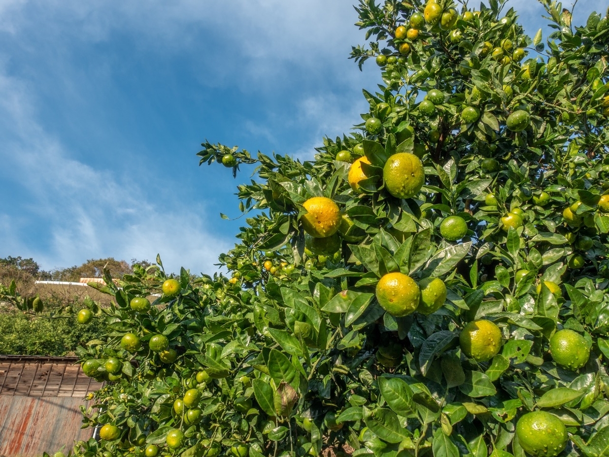f:id:saetta0404:20191027224516j:plain f:id:saetta0404:20191027224516j:plain