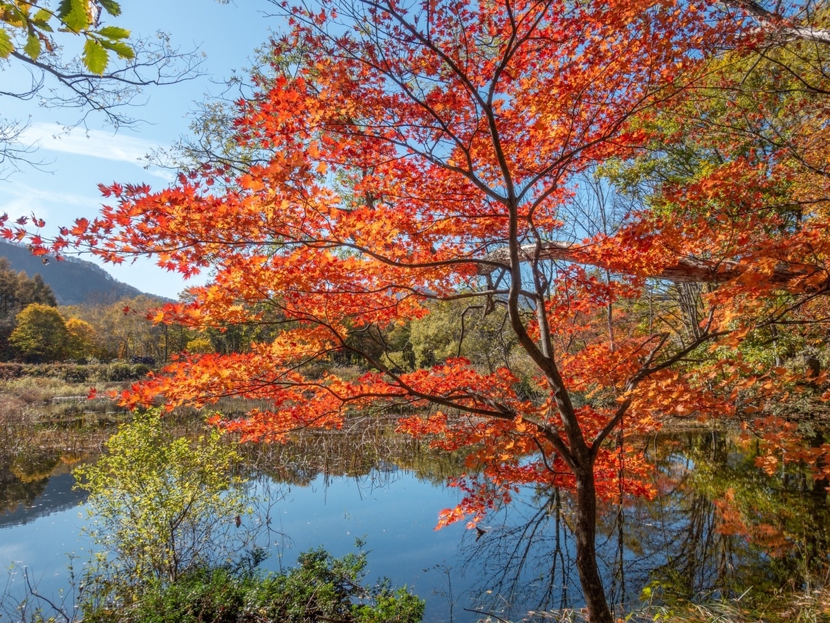 f:id:saetta0404:20191104085620j:plain f:id:saetta0404:20191104085620j:plain