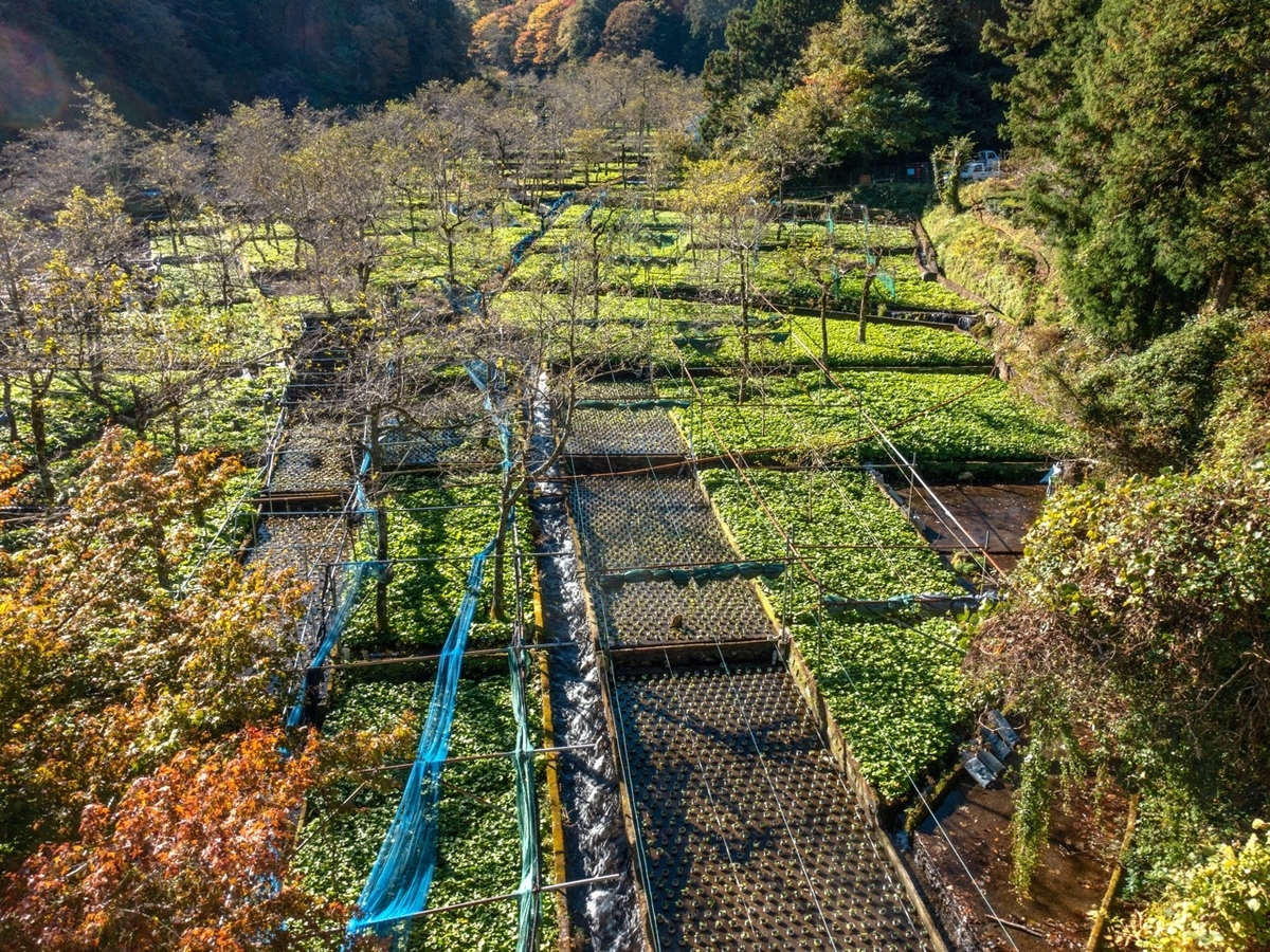 f:id:saetta0404:20191125224027j:plain f:id:saetta0404:20191125224027j:plain