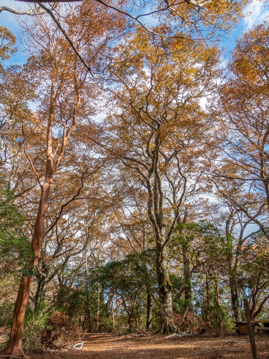 f:id:saetta0404:20191125224959j:plain f:id:saetta0404:20191125224959j:plain