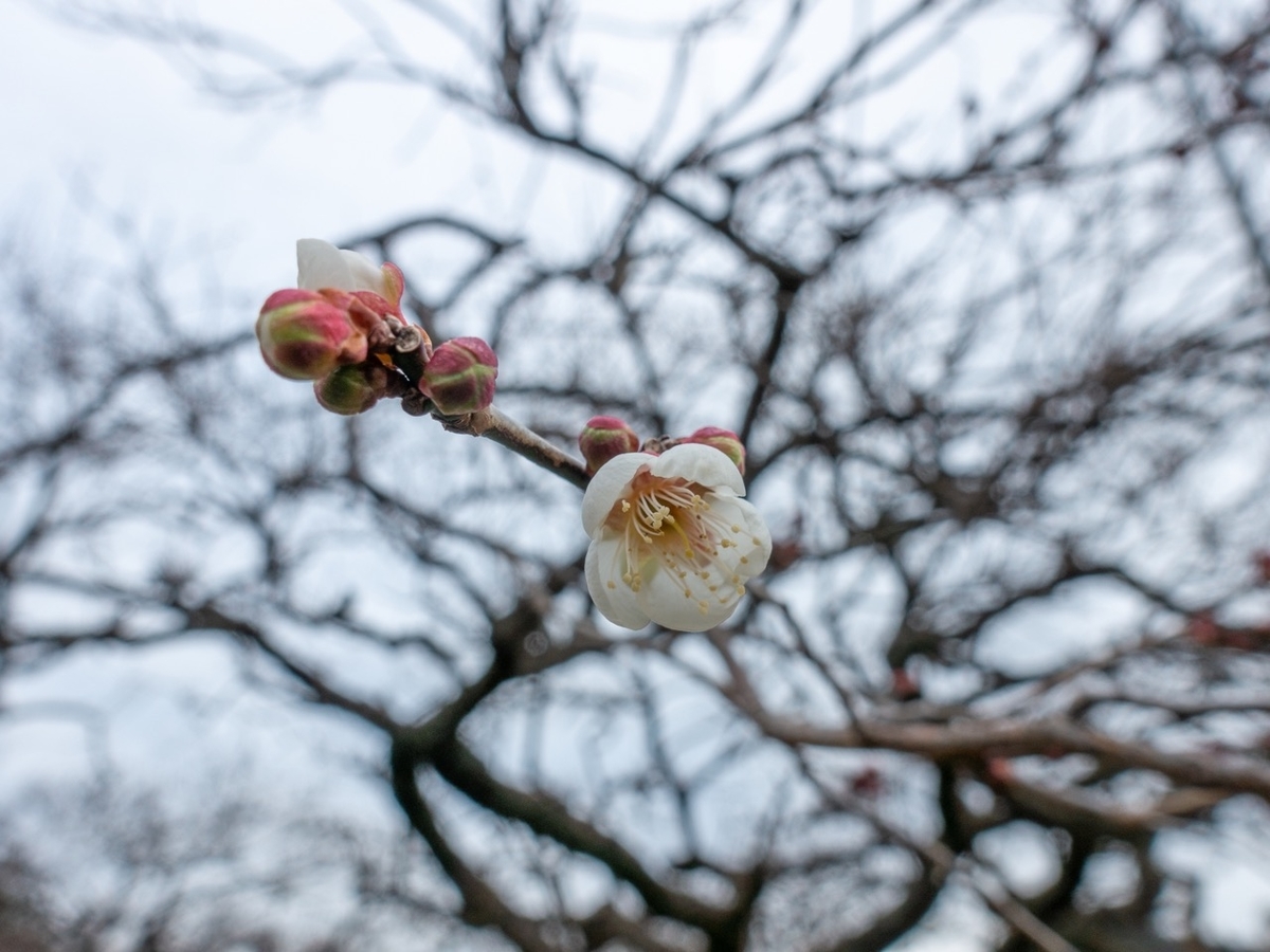 f:id:saetta0404:20200127214318j:plain