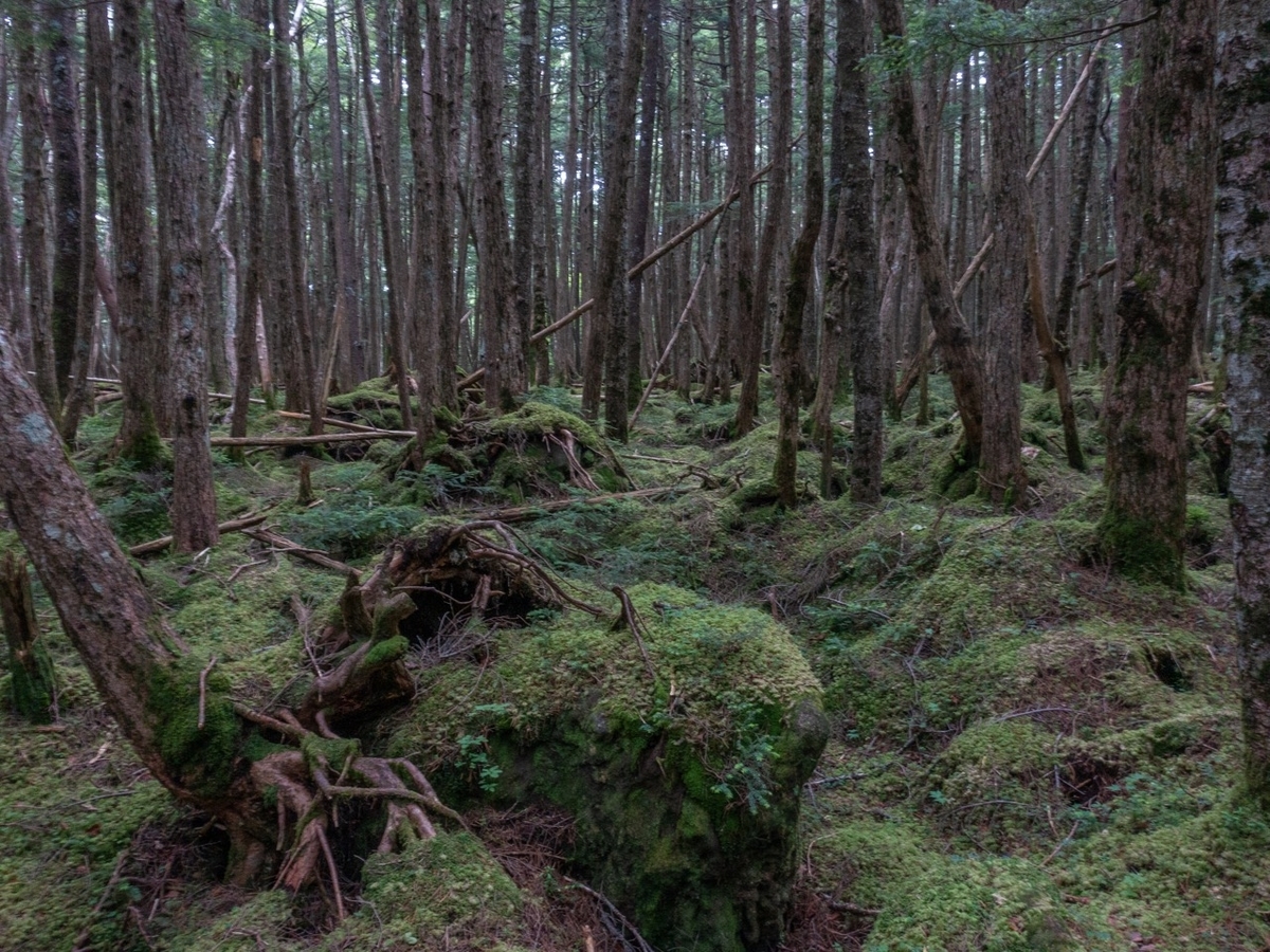 f:id:saetta0404:20200810085339j:plain f:id:saetta0404:20200810085339j:plain