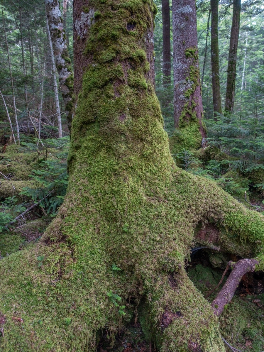 f:id:saetta0404:20200810085545j:plain f:id:saetta0404:20200810085545j:plain