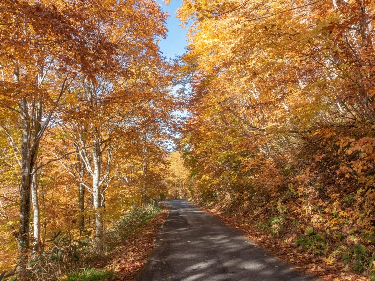 f:id:saetta0404:20201029214055j:plain f:id:saetta0404:20201029214055j:plain