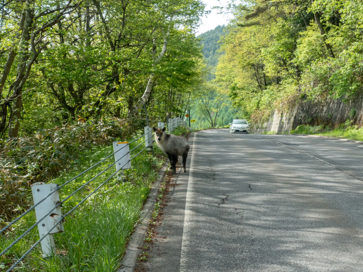 f:id:saetta0404:20210530072658j:plain