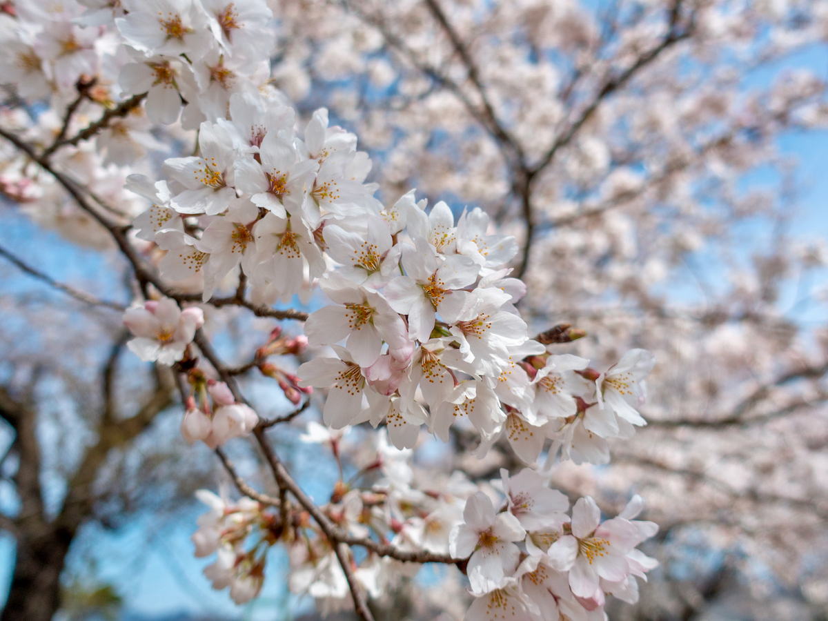 f:id:saetta0404:20220403172258j:plain