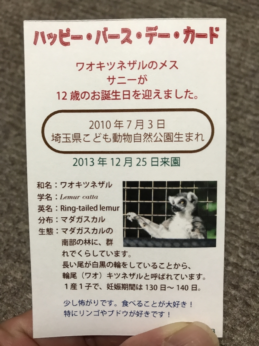 サニーちゃん12歳の誕生日会 - アイアイじゃないよ！ワオキツネザルだよぅ