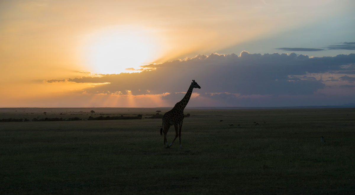 f:id:safaribuddy:20200703193601j:plain