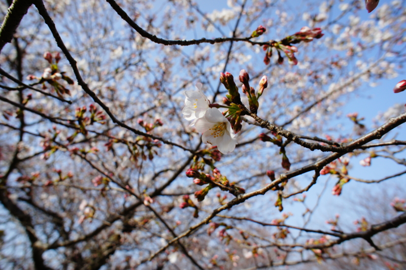 f:id:safelight:20120316153550j:image f:id:safelight:20120316153550j:image