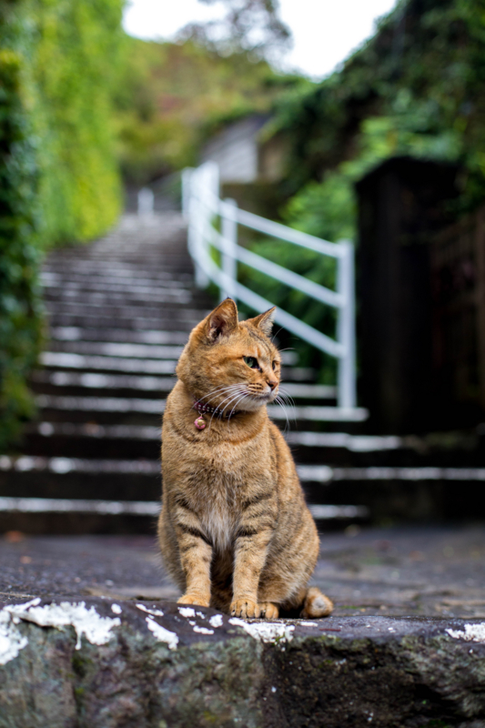 f:id:safelight:20151117154114j:image f:id:safelight:20151117154114j:image