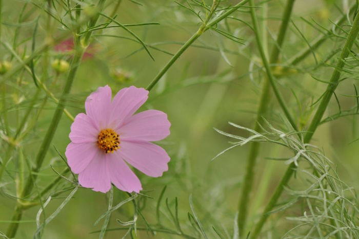 f:id:safran5374to:20211027125615j:plain