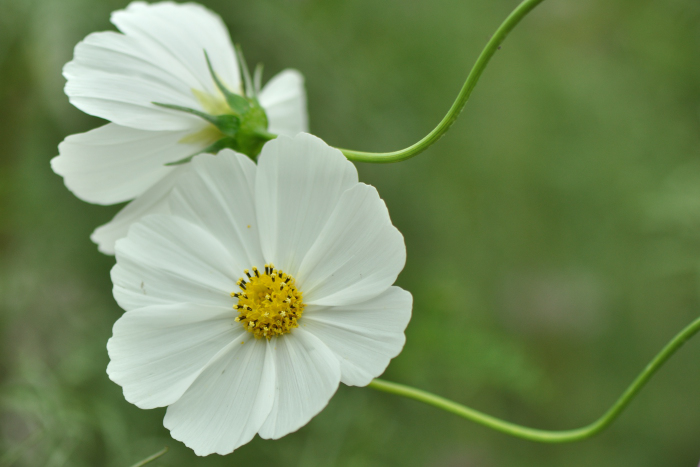 f:id:safran5374to:20211027125625j:plain