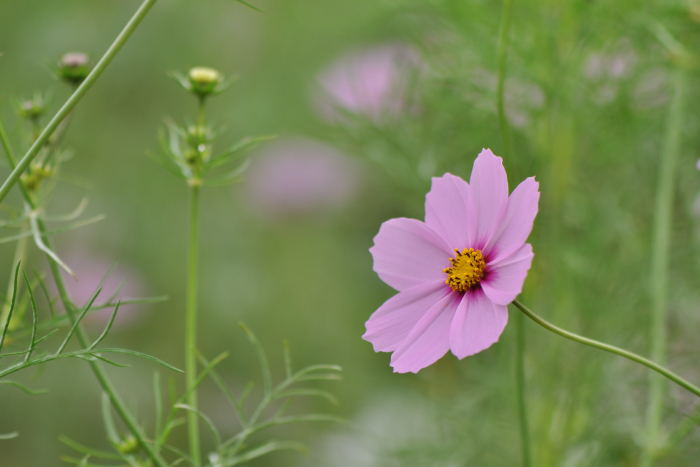 f:id:safran5374to:20211027125636j:plain
