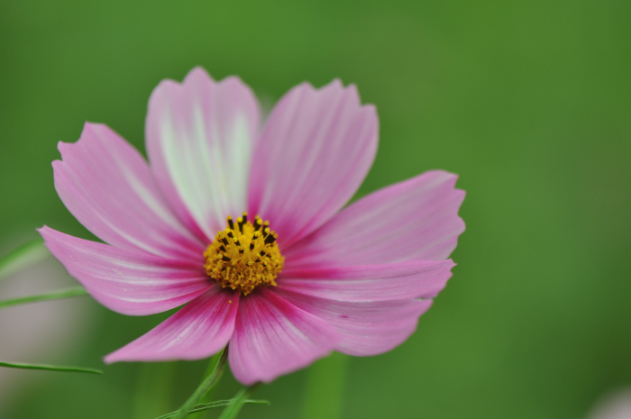 f:id:safran5374to:20211027125647j:plain