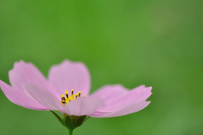 f:id:safran5374to:20211027125704j:plain