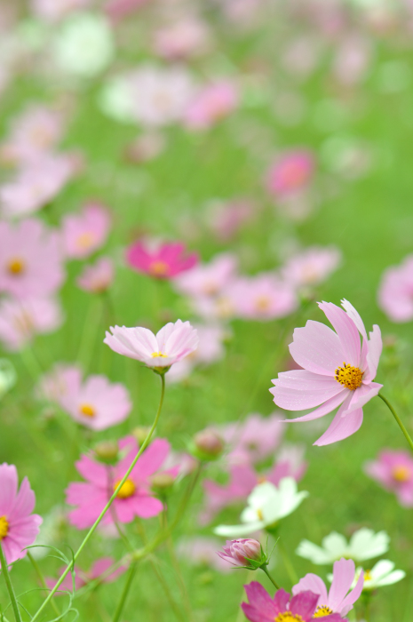 f:id:safran5374to:20211027125808j:plain