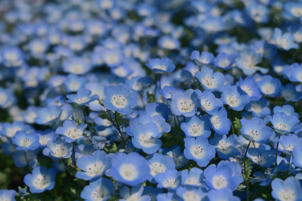 ネモフィラ - シャカリキおばさんの気まぐれ写真帖