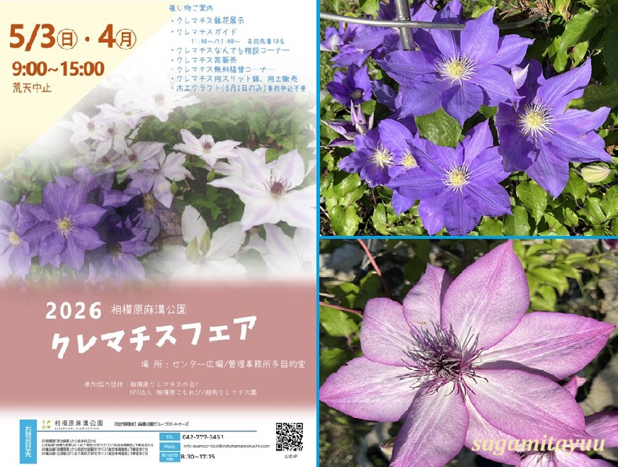 相模原麻溝公園」では当園の代表花「クレマチスフェア」開催された