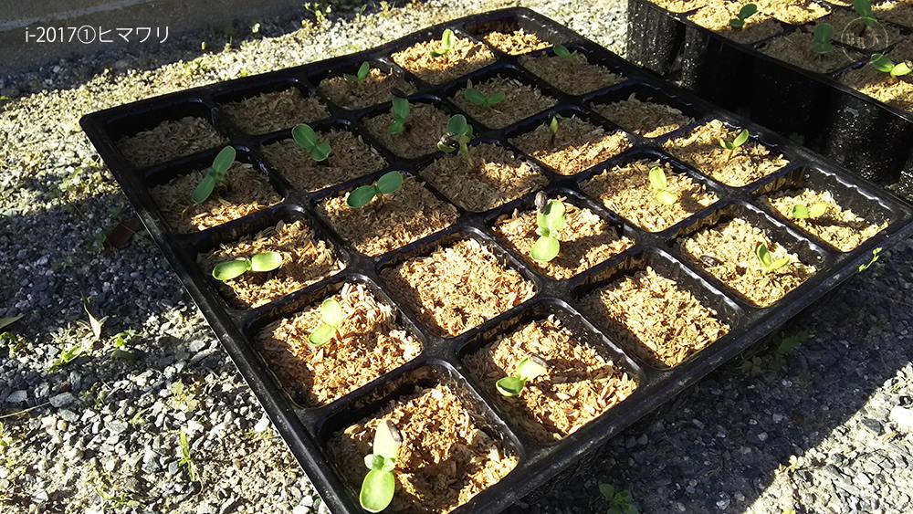 f:id:sagaoriza:20180524100719j:plain