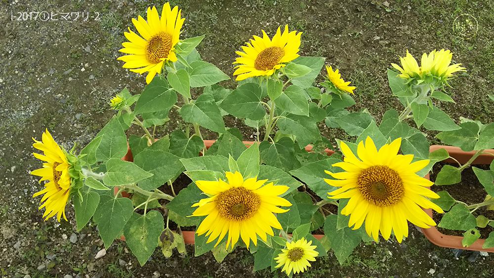 f:id:sagaoriza:20180524100747j:plain