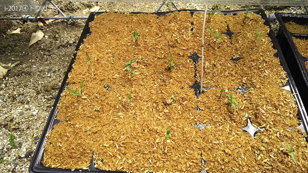 f:id:sagaoriza:20180524100823j:plain