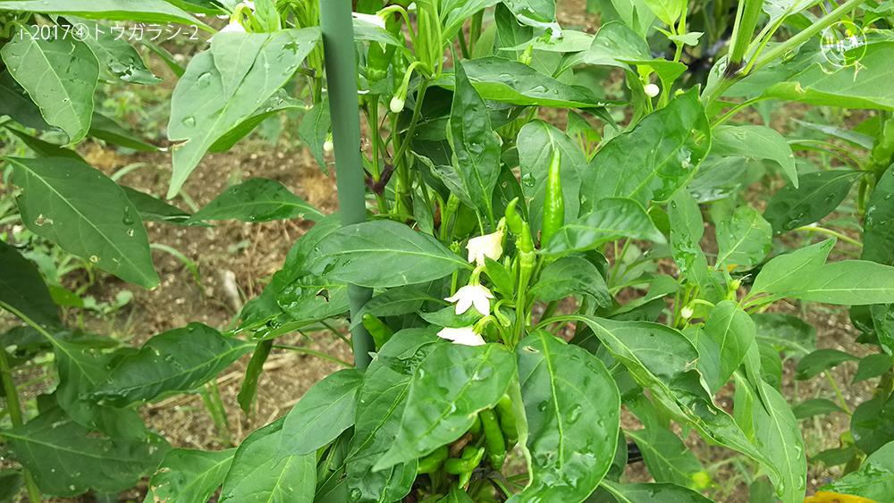 f:id:sagaoriza:20180524100839j:plain