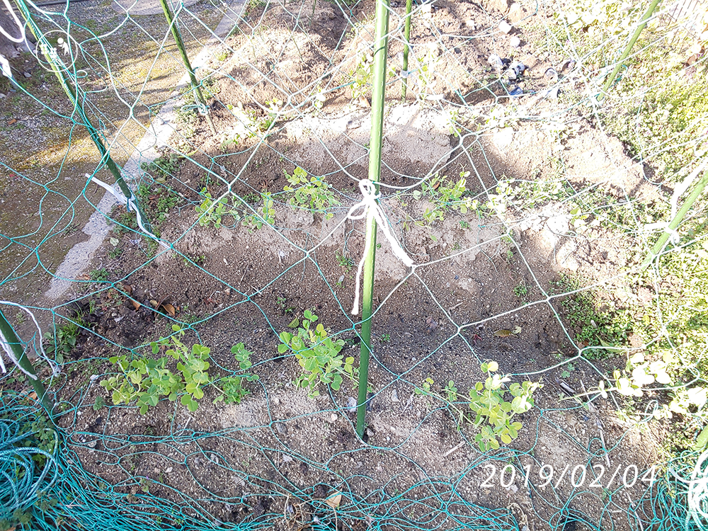 f:id:sagaoriza:20190220154939p:plain