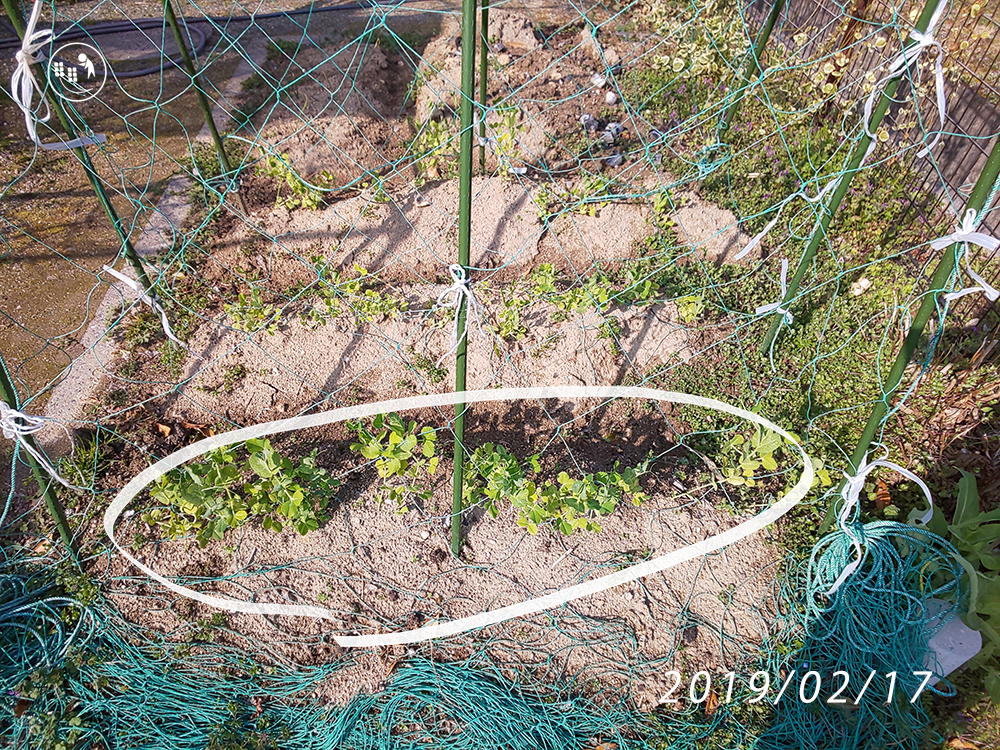 f:id:sagaoriza:20190220155437p:plain