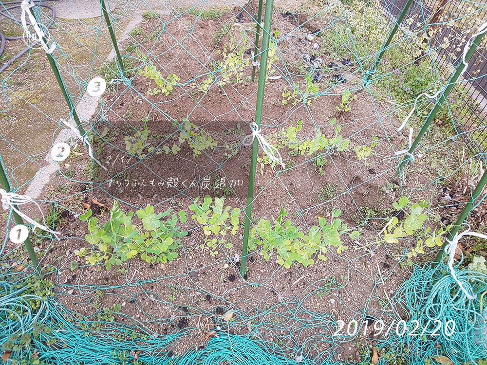 f:id:sagaoriza:20190220161543p:plain