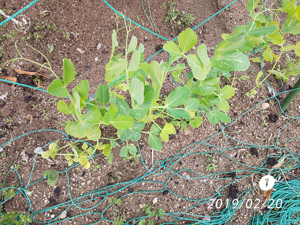 f:id:sagaoriza:20190220161653p:plain