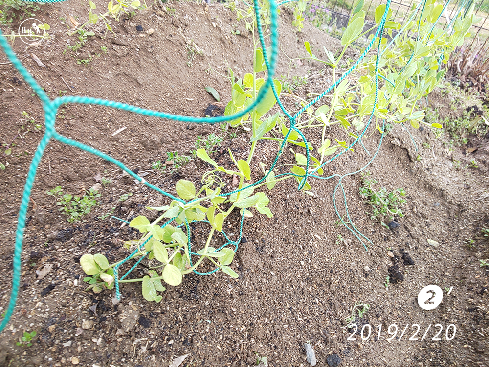 f:id:sagaoriza:20190220161721p:plain