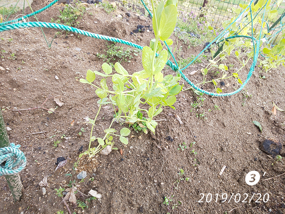 f:id:sagaoriza:20190220161817p:plain