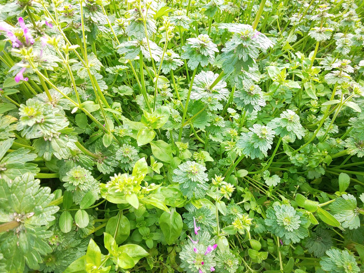 f:id:sagaoriza:20190329131504j:plain