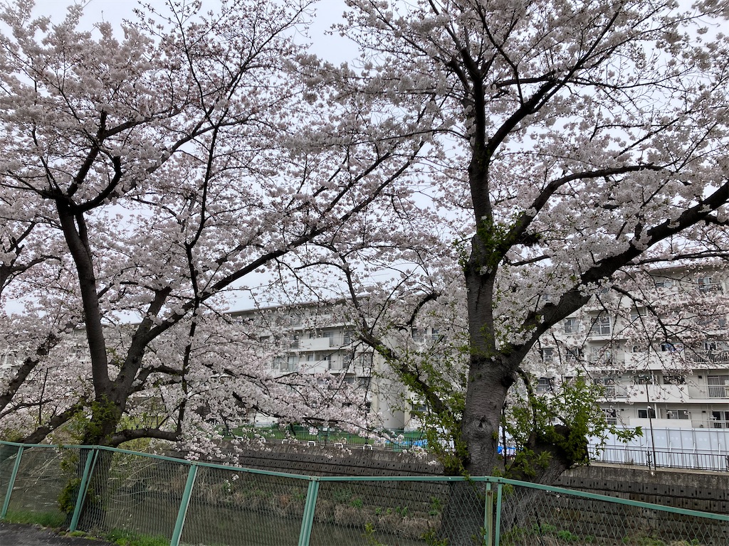 f:id:sage0121:20240406234443j:image