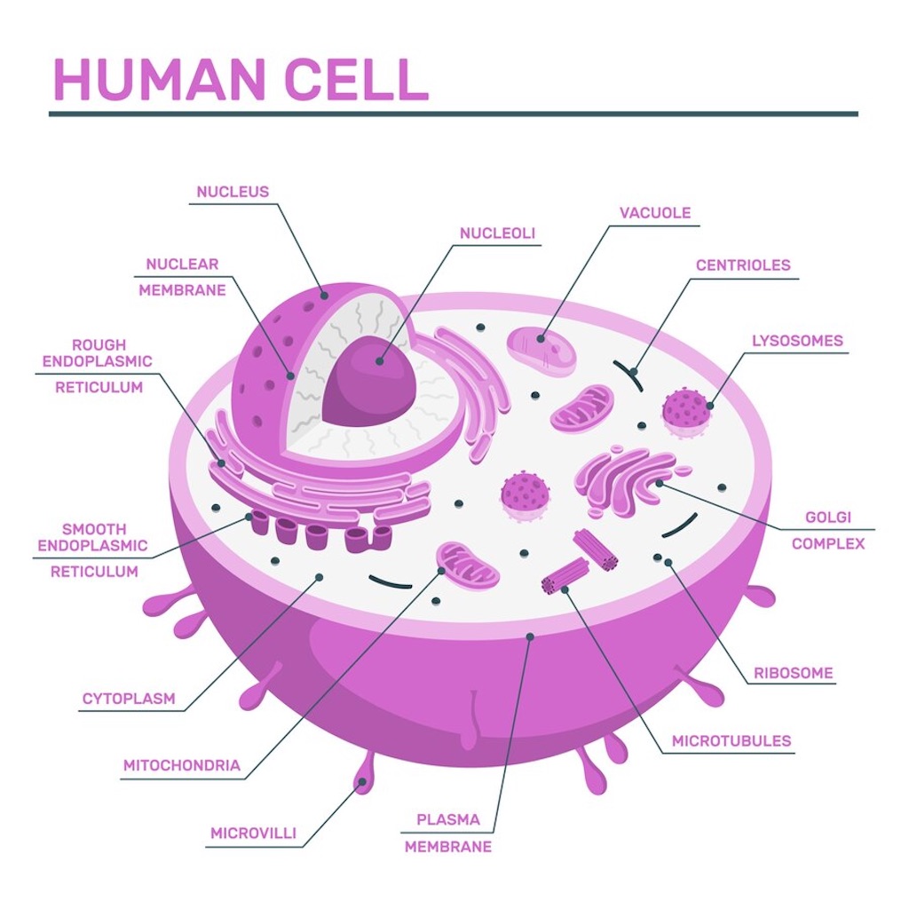 f:id:sahime_biology:20230830113611j:image f:id:sahime_biology:20230830113611j:image