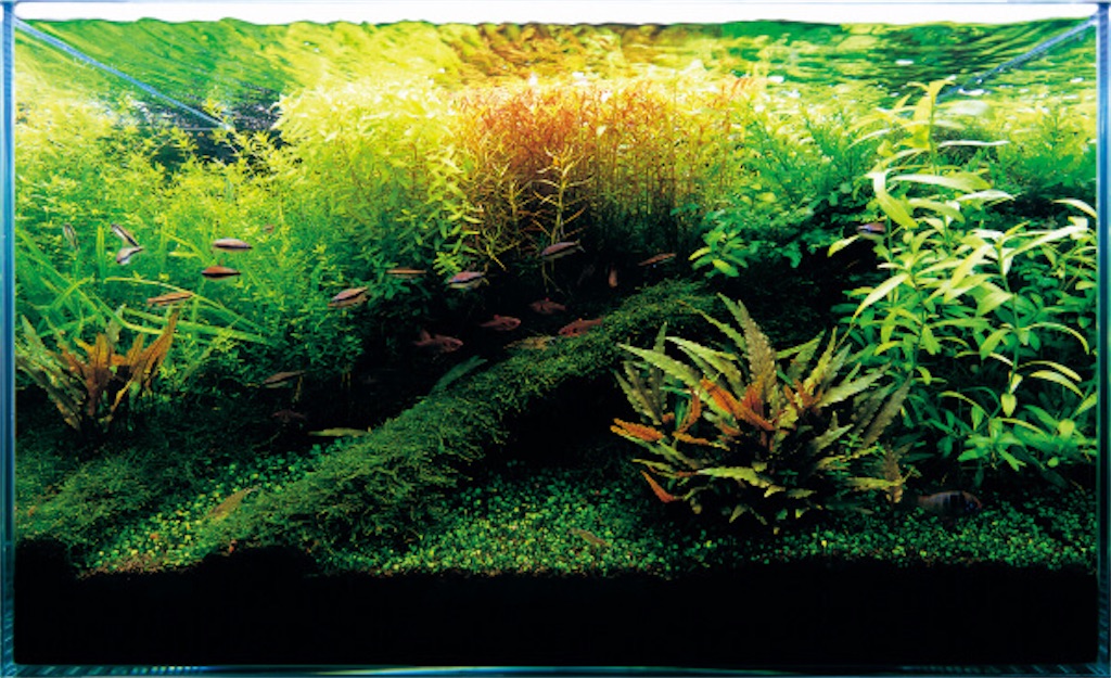 f:id:saiaqua:20200123190851j:image