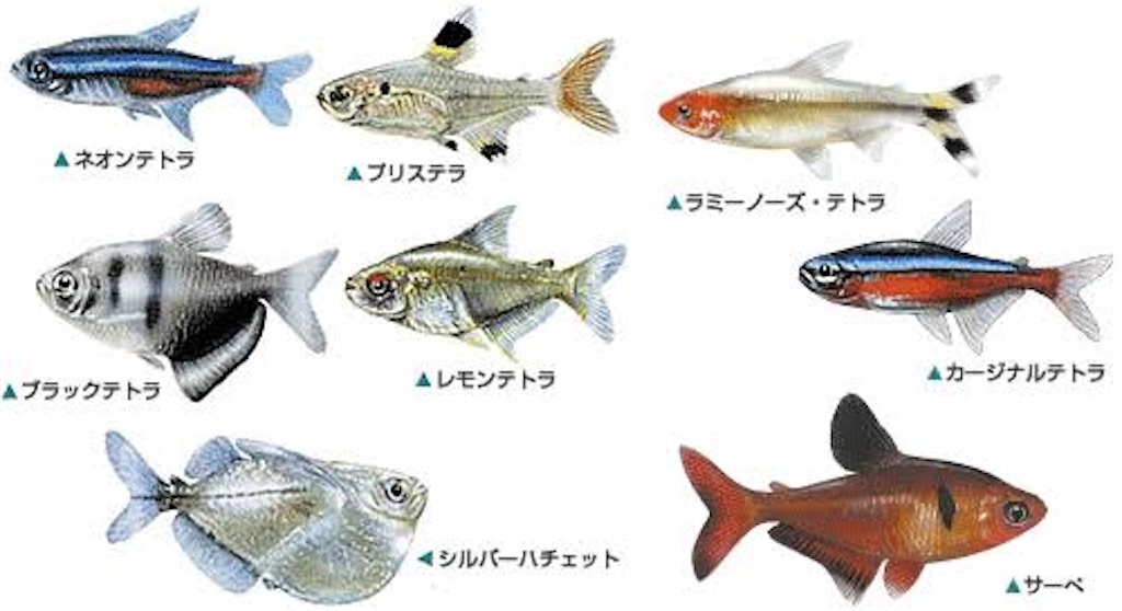 f:id:saiaqua:20200123220527j:image