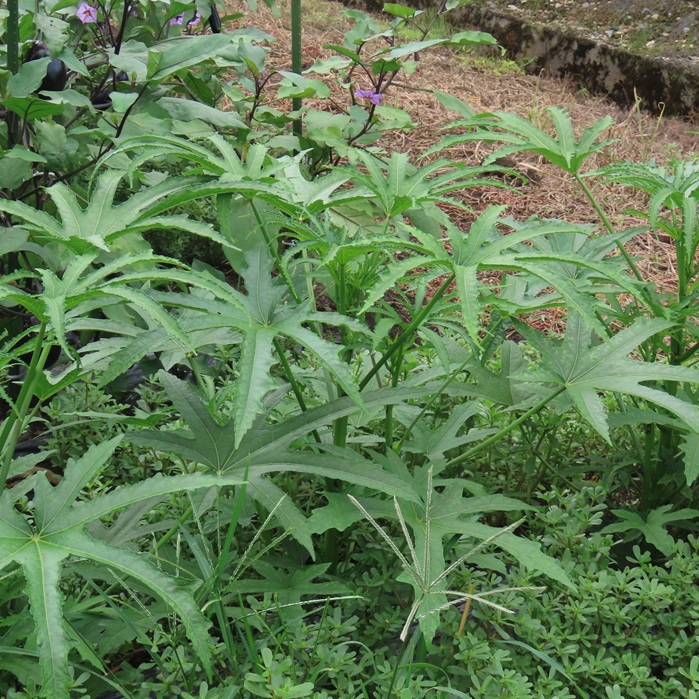 酷暑に負けない雑草の勢い - saichimama's blog